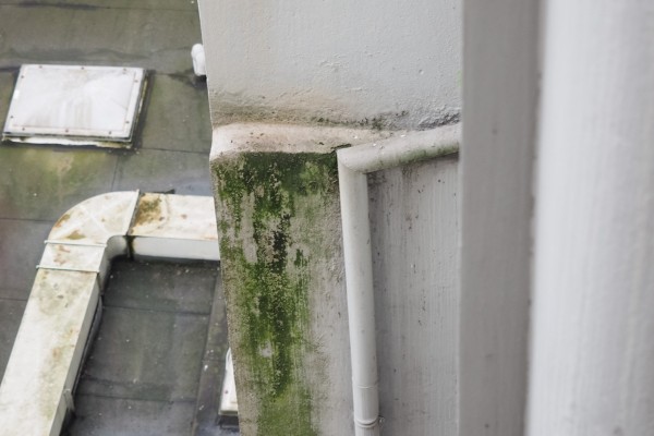 Manchas de verdín y algas en fachada por humedad